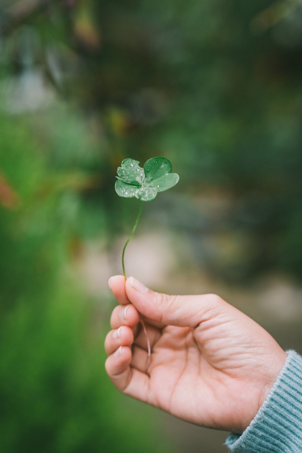 Hand die een klavertje vier vasthoudt tussen het groen